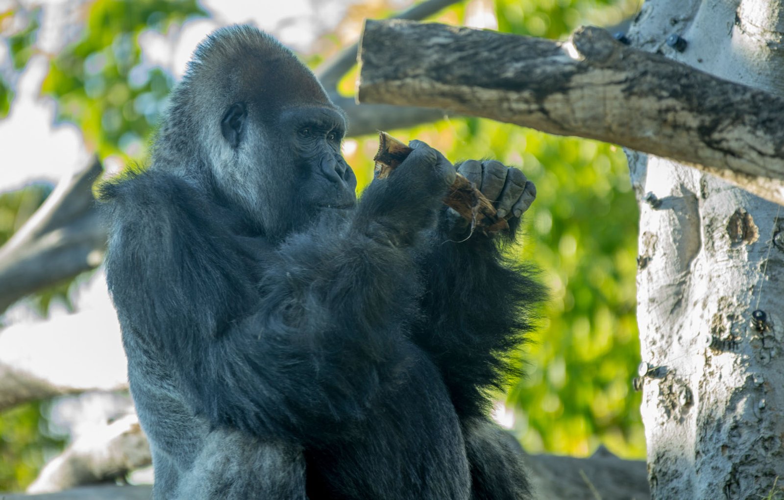 San Diego Zoo Part I 139